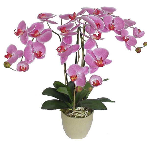 orhidee-2