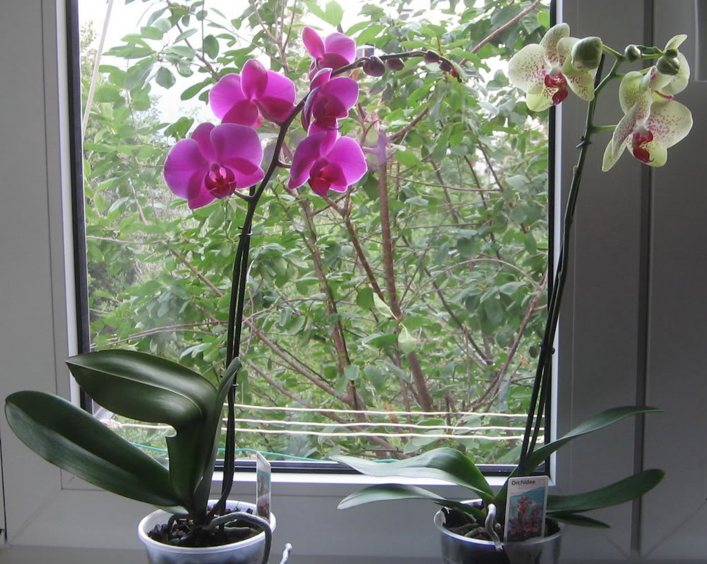 orhidee-3