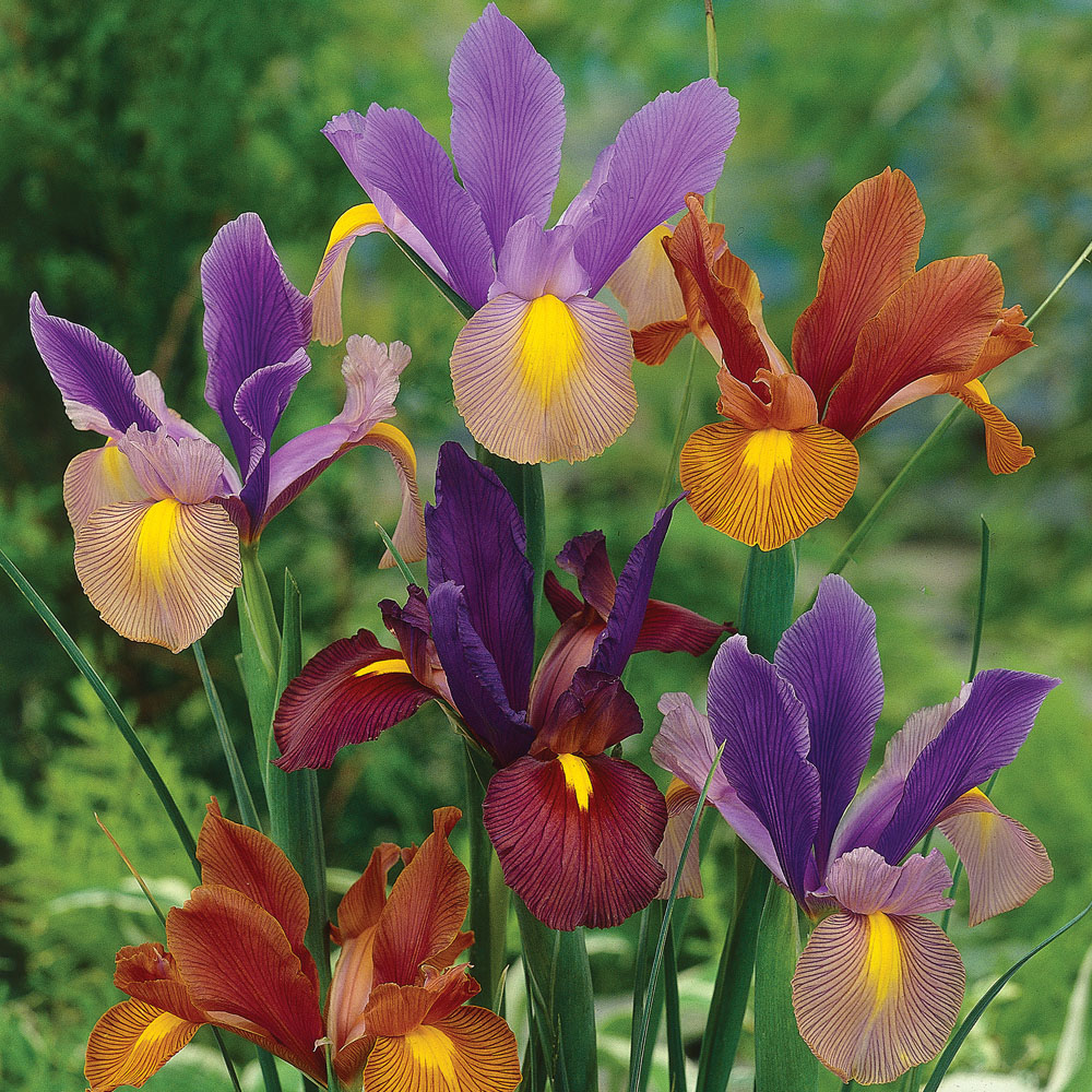 ce flori se planteaza toamna-irisi1