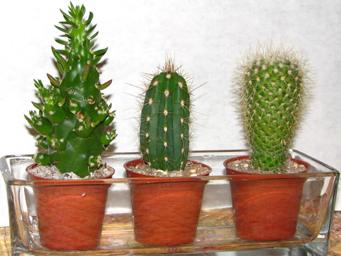 cactus de apartament 2