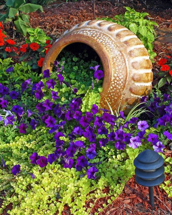 Goldilocks seems to bubble over the top of this container laying on its side. Its use as a spiller plant is complemented by the Easy Wave Blue petunias. (Photo by Norman Winter/MSU Extension Service)