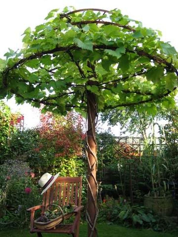 The Vine Tree September 2010 (vine planted May 2008)