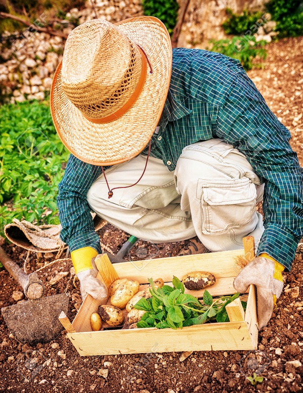 Farmer working in the garden, man holding in hands wooden box with potato, agricultural work, autumn harvest season