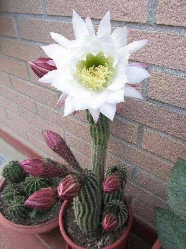 cactusii 1