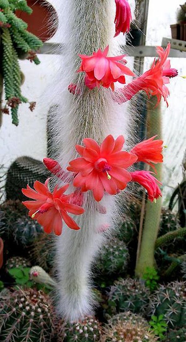 cactusii 10