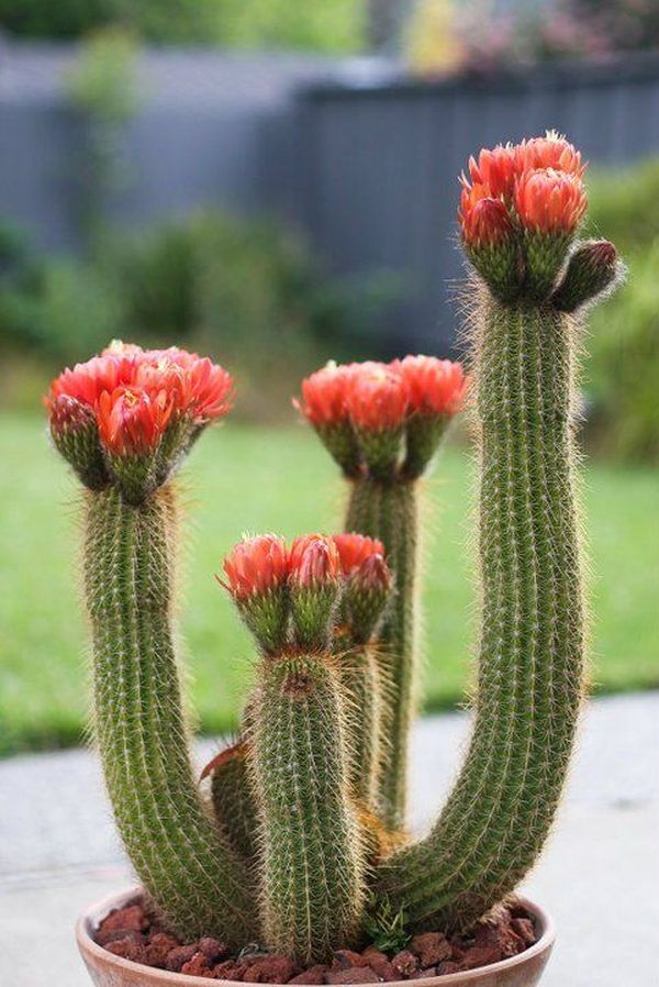 cactusii 11