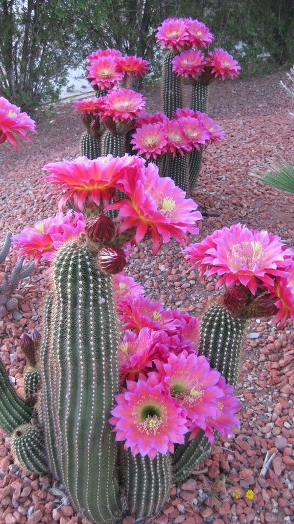 cactusii 15