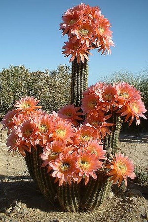 cactusii 16