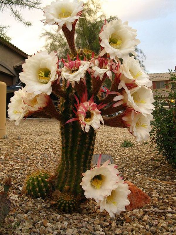 cactusii 17