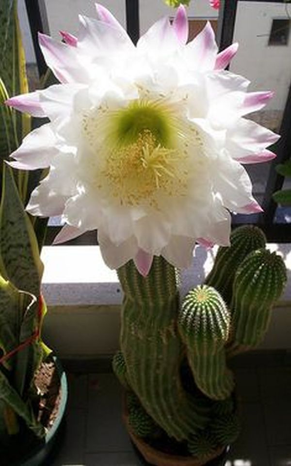 cactusii 18