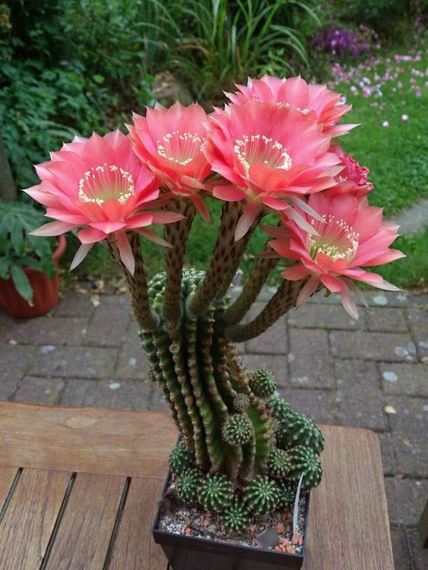cactusii 19