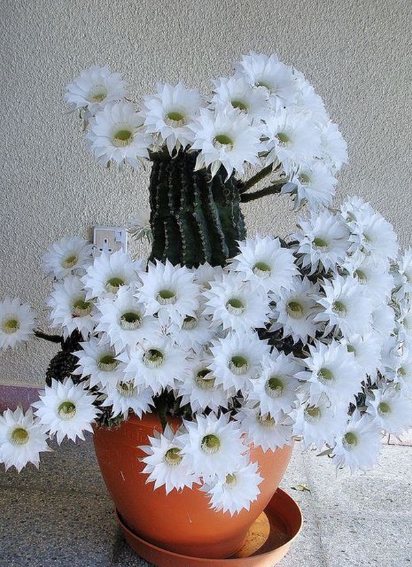 cactusii 2