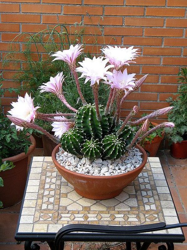 cactusii 20