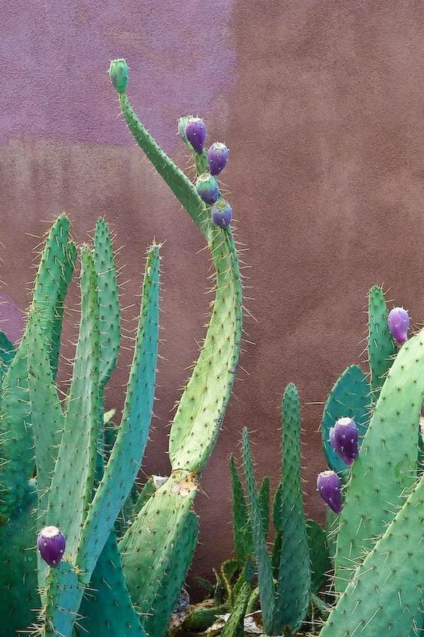 cactusii 3