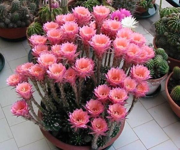 cactusii 6