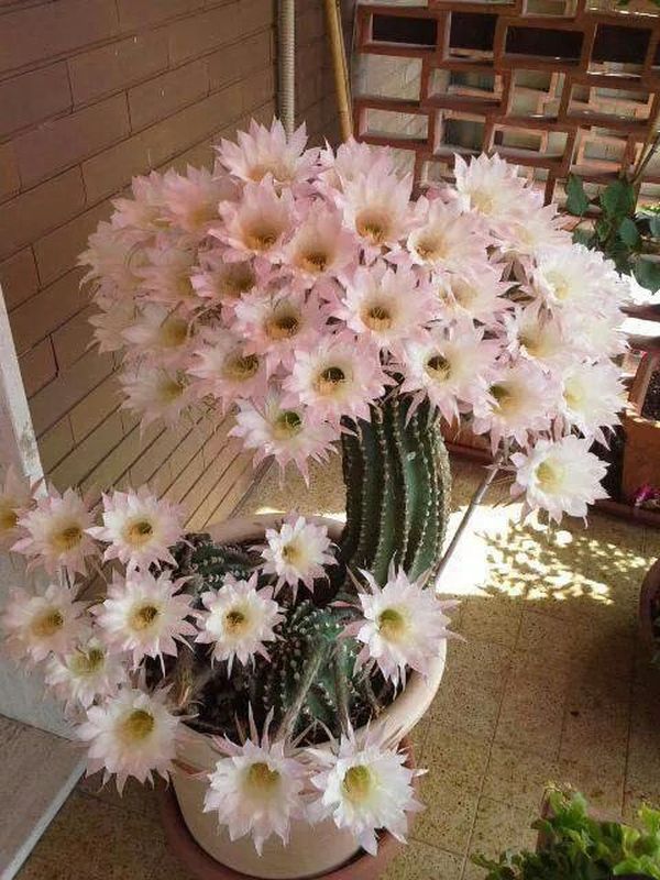 cactusii 9