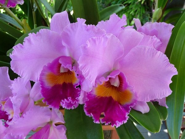 orhidee cu flori parfumate