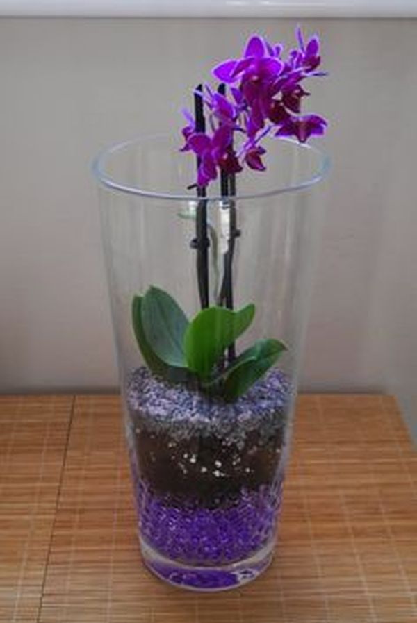 orhideea