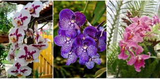 Sfaturi utile -Despre ingrijirea corecta a orhideelor