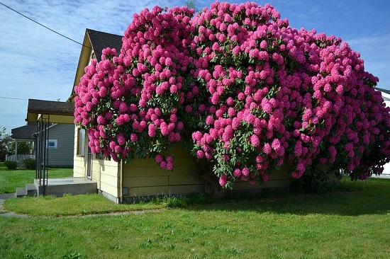 Azaleea de gradina-Rododendron