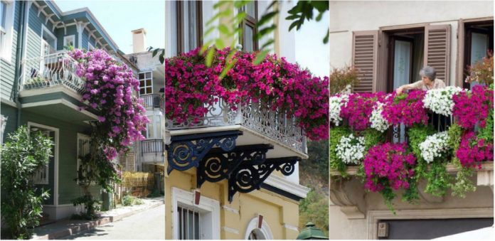 flori curgatoare pentru balcon