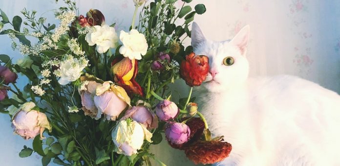 pisica ce miroase flori
