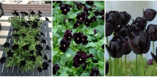 flori negre