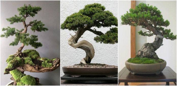 ingrijirea bonsaiului