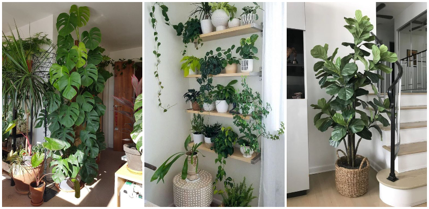 South America straw tense Beneficiile plantelor din casa ta - Idei creative pentru casa si gradina