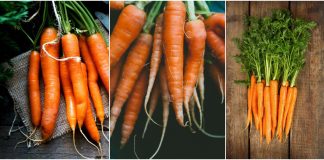 beneficii ale morcovilor