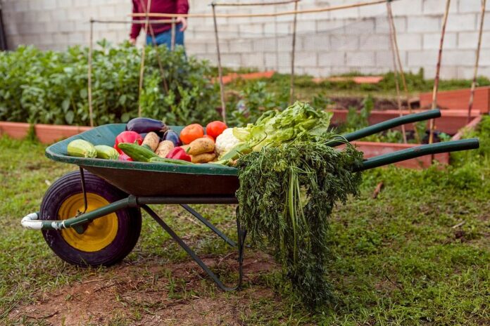 legume plantare gradina vara