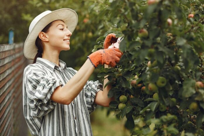 Pomul pe care trebuie neapărat să-l plantezi în grădină în luna noiembrie